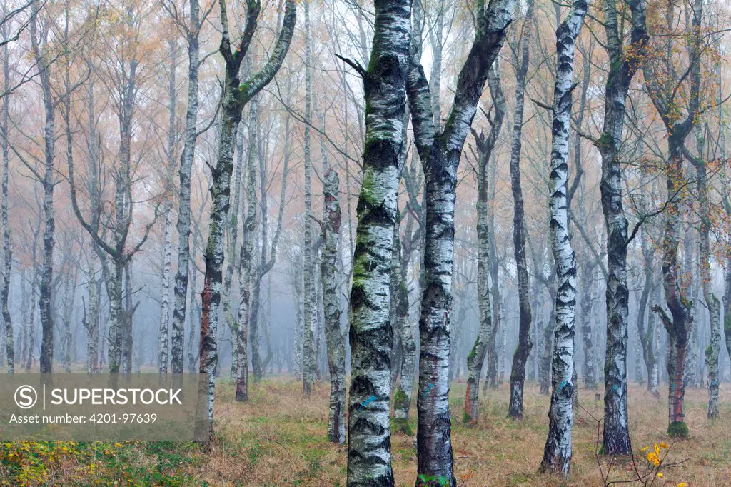 European White Birch (Betula pendula) forest in autumn mist, Germany