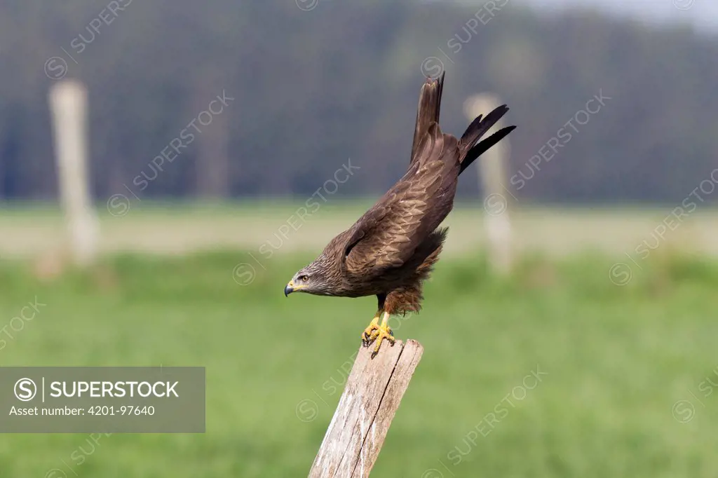 Black Kite (Milvus migrans) on fence post about to defecate, Lower Saxony, Germany