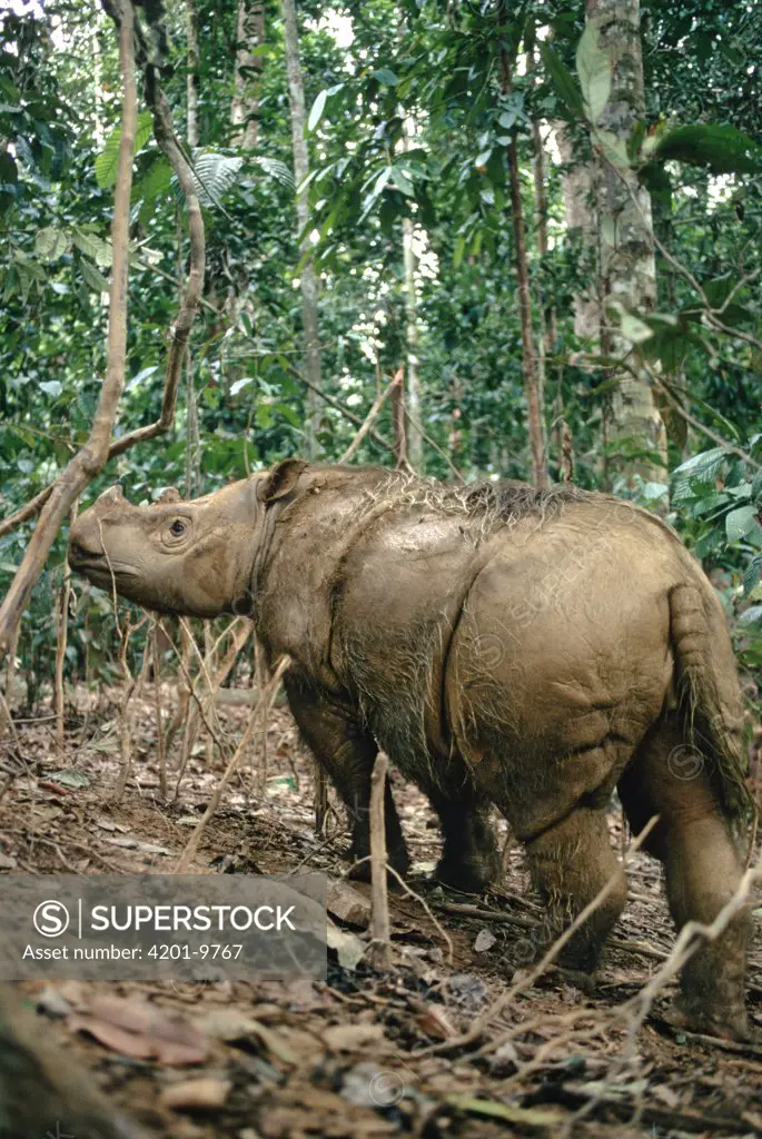 Sumatran Rhinoceros (Dicerorhinus sumatrensis) covered in mud after wallowing, critically endangered, Borneo