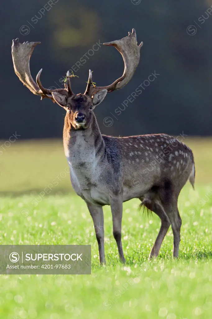 Fallow Deer (Dama dama) buck during the rut in autumn, Denmark