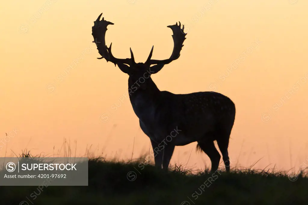 Fallow Deer (Dama dama) buck at sunset, Denmark
