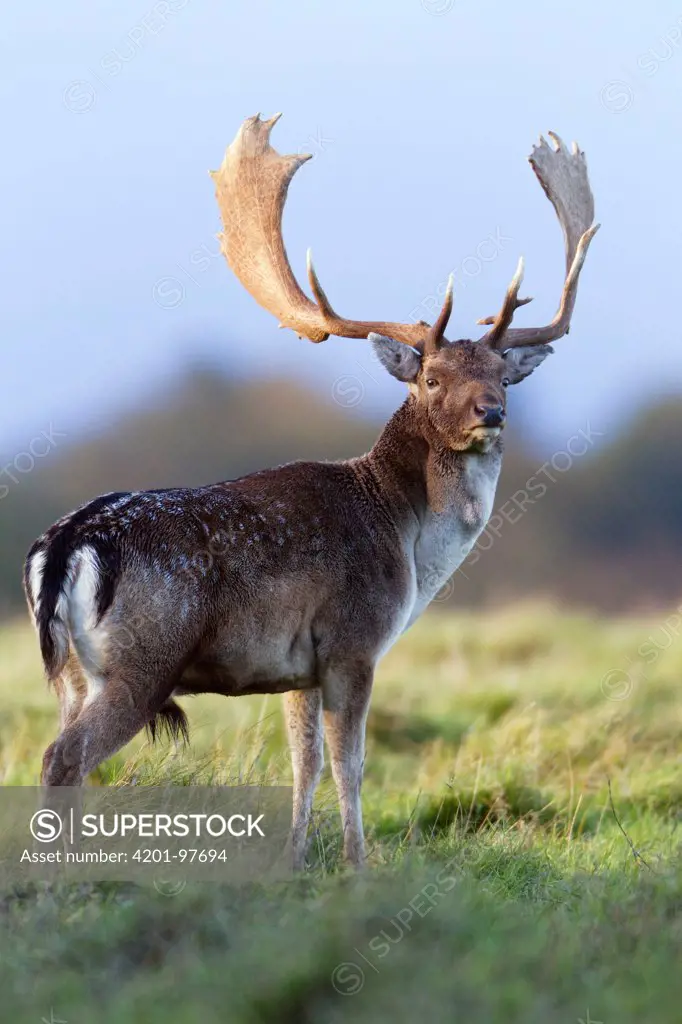 Fallow Deer (Dama dama) buck during the rut in autumn, Denmark