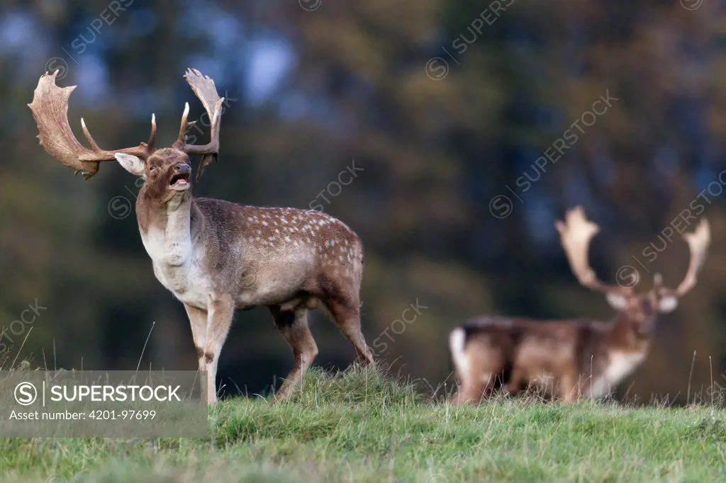 Fallow Deer (Dama dama) bucks roaring during the rut in autumn, Denmark