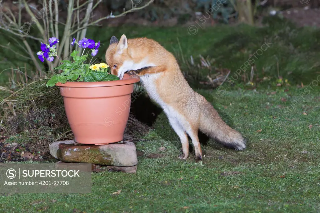 Red Fox (Vulpes vulpes) in garden at night searching for food in plant pot, Germany