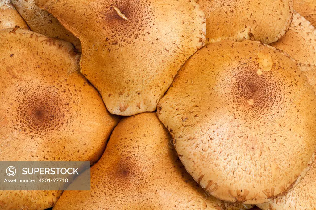 Honey Fungus (Armillaria mellea) mushrooms, Lower Saxony, Germany