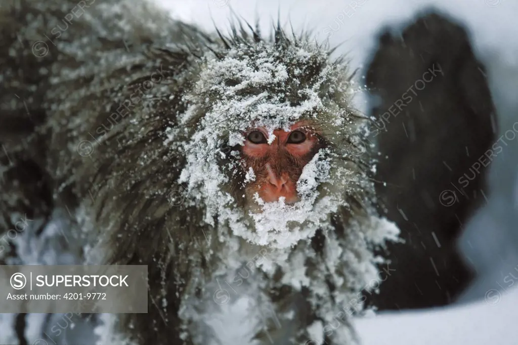 Japanese Macaque (Macaca fuscata) covered in snow, Japanese Alps near Nagano, Japan