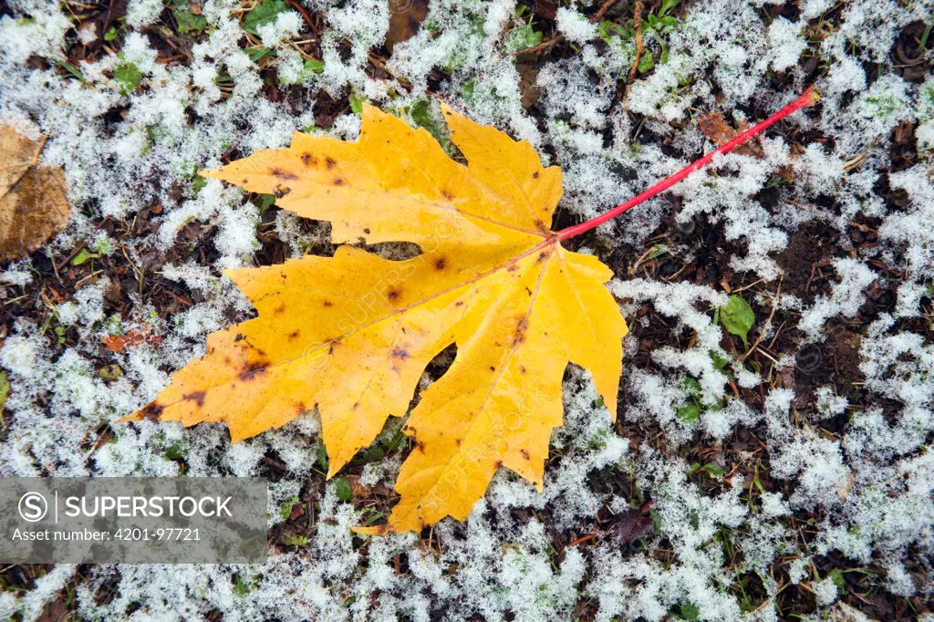 Sugar Maple (Acer saccharum) leaf on snow-covered ground, Germany