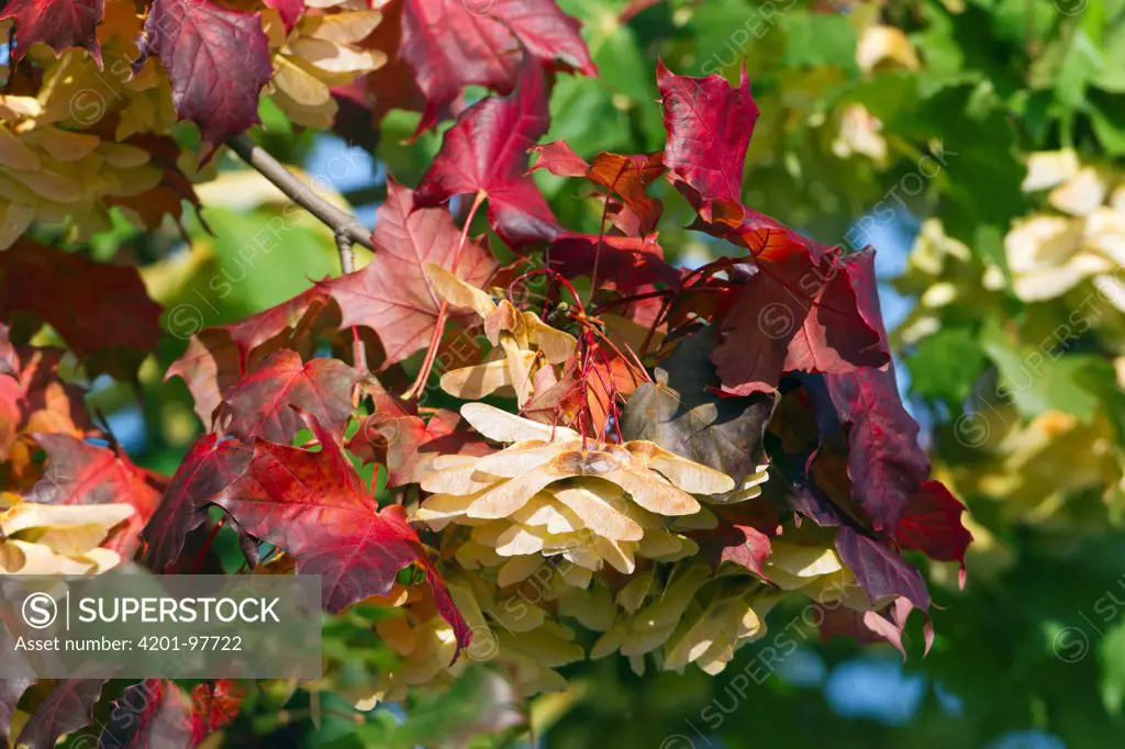 Norway Maple (Acer platanoides) seeds in autumn, Germany