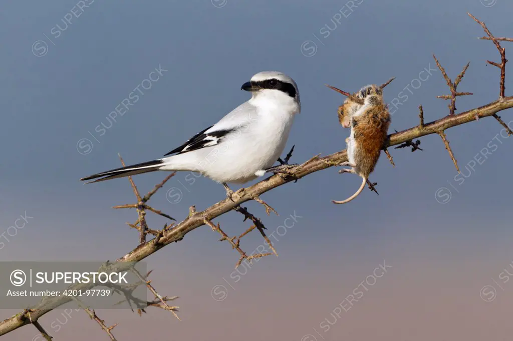 Great Grey Shrike (Lanius excubitor) with impaled mouse prey on thorn bush branch, Germany