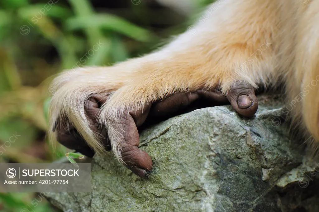 Golden Snub-nosed Monkey (Rhinopithecus roxellana) hand, Qinling Mountains, Shaanxi, China