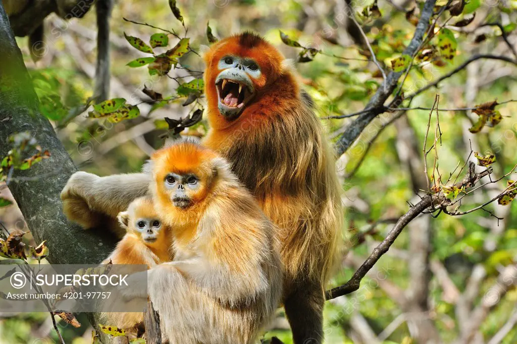 Golden Snub-nosed Monkey (Rhinopithecus roxellana) family in defensive posture, Qinling Mountains, Shaanxi, China
