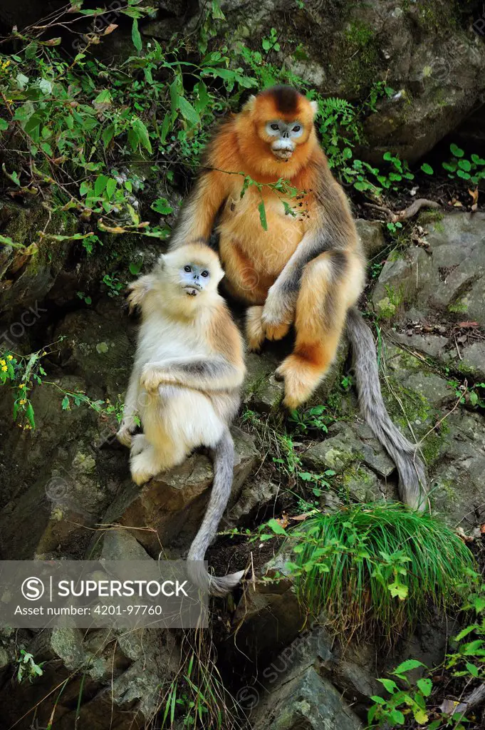 Golden Snub-nosed Monkey (Rhinopithecus roxellana) mother with young, Qinling Mountains, Shaanxi, China