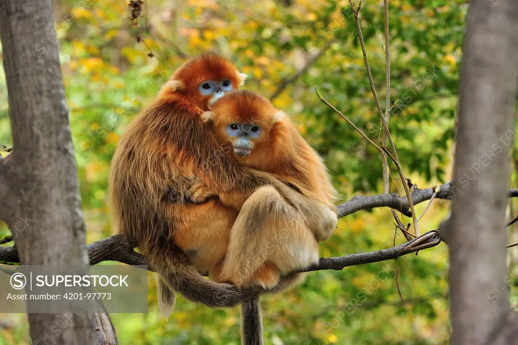 Golden Snub-nosed Monkey (Rhinopithecus roxellana) females huddling on branch for warmth, Qinling Mountains, Shaanxi, China