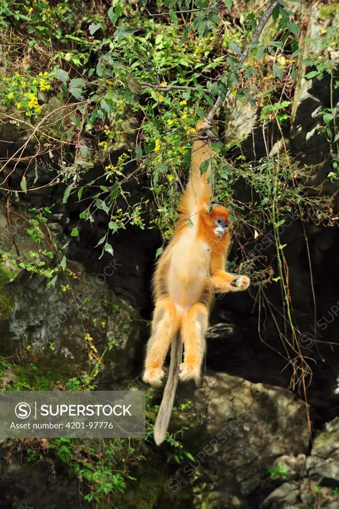 Golden Snub-nosed Monkey (Rhinopithecus roxellana) hanging from branch, Qinling Mountains, Shaanxi, China