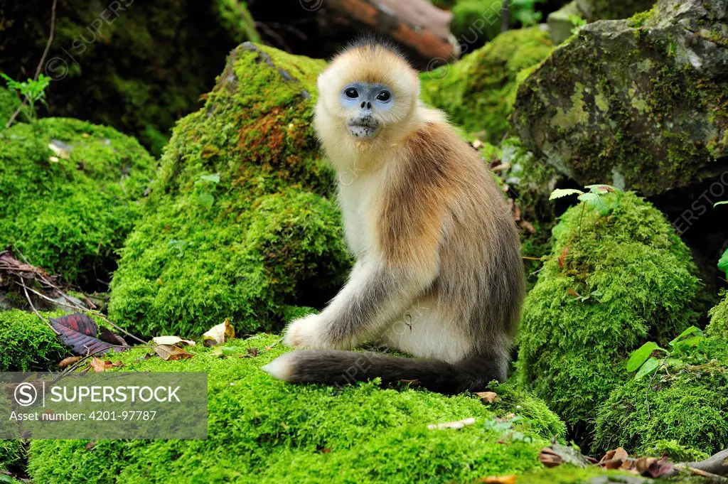Golden Snub-nosed Monkey (Rhinopithecus roxellana) young, Qinling Mountains, Shaanxi, China