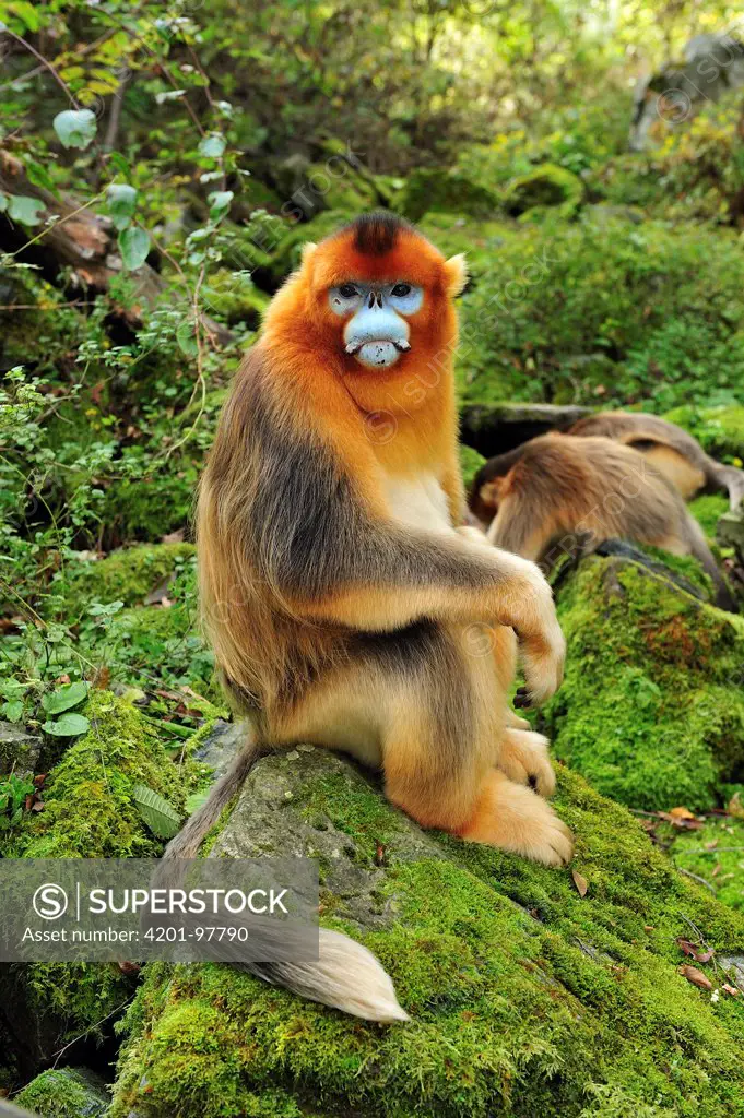 Golden Snub-nosed Monkey (Rhinopithecus roxellana) male, Qinling Mountains, Shaanxi, China