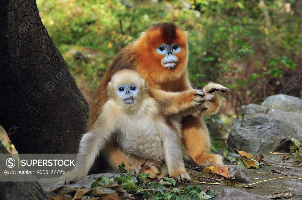 Golden Snub-nosed Monkey (Rhinopithecus roxellana) mother grooming herself with juvenile, Qinling Mountains, Shaanxi, China