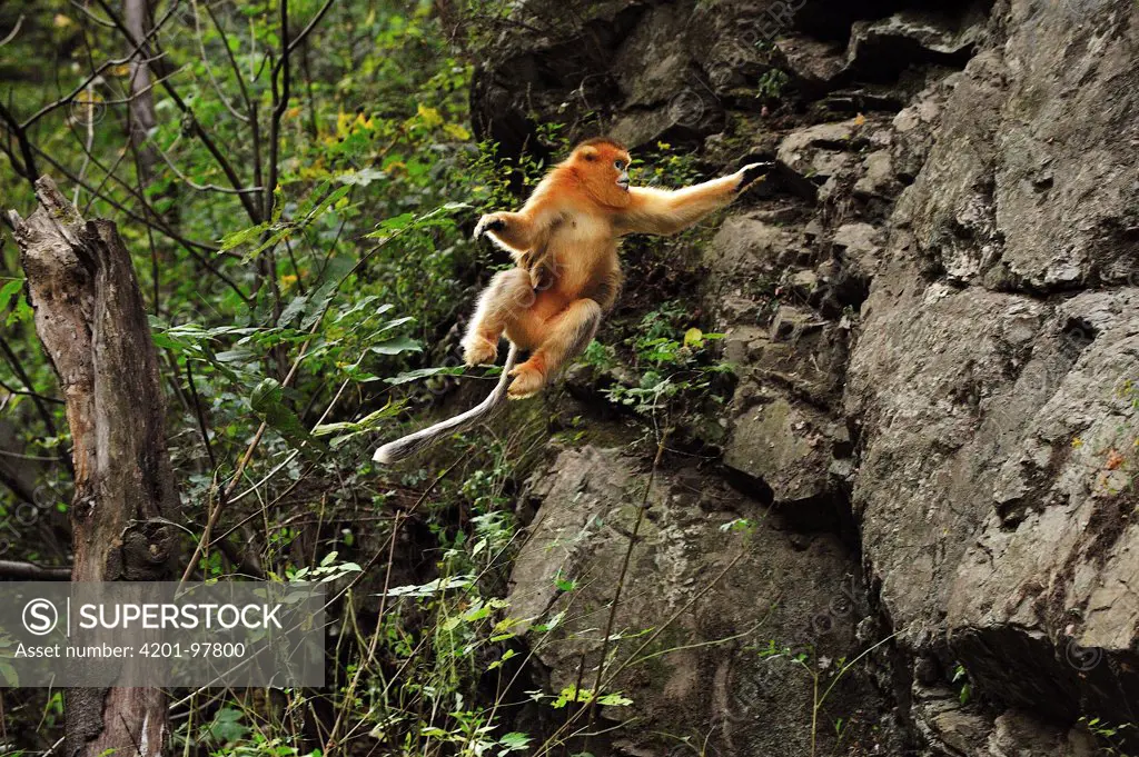 Golden Snub-nosed Monkey (Rhinopithecus roxellana) jumping, Qinling Mountains, Shaanxi, China