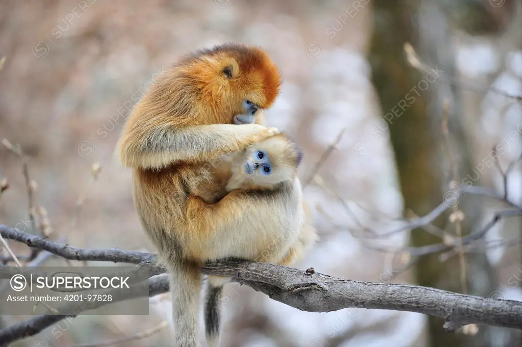 Golden Snub-nosed Monkey (Rhinopithecus roxellana) mother grooming young, Qinling Mountains, Shaanxi, China