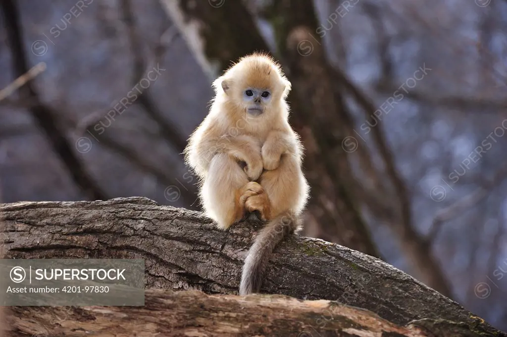 Golden Snub-nosed Monkey (Rhinopithecus roxellana) young, Qinling Mountains, Shaanxi, China