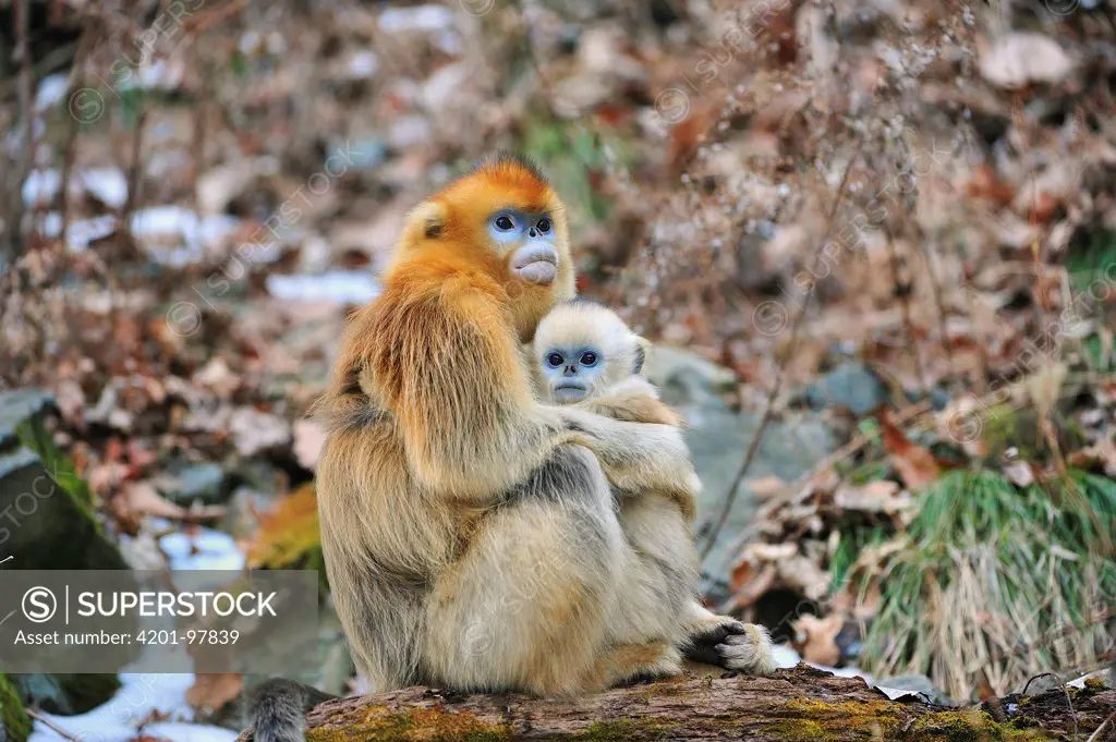 Golden Snub-nosed Monkey (Rhinopithecus roxellana) female with young, Qinling Mountains, Shaanxi, China