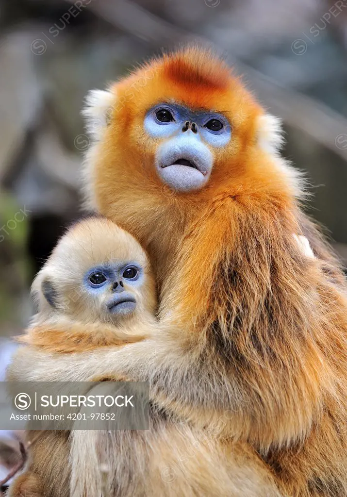 Golden Snub-nosed Monkey (Rhinopithecus roxellana) female with young, Qinling Mountains, Shaanxi, China
