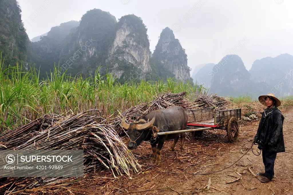Water Buffalo (Bubalus arnee) used by farmer to collect sugarcane, Guangxi, China