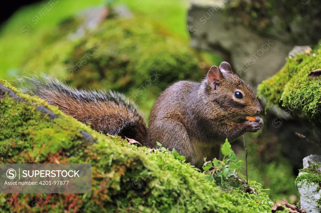 Red-bellied Squirrel (Callosciurus erythraeus) feeding, Qinling Mountains, Shaanxi, China