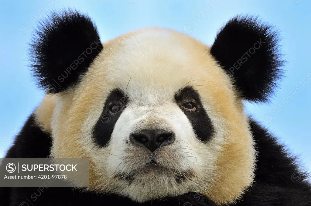 Giant Panda (Ailuropoda melanoleuca), Qinling Mountains, Shaanxi, China