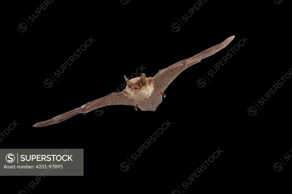 Northern Long-eared Bat (Myotis septentrionalis) male flying, Cherokee National Forest, Tennessee, sequence 1 of 3