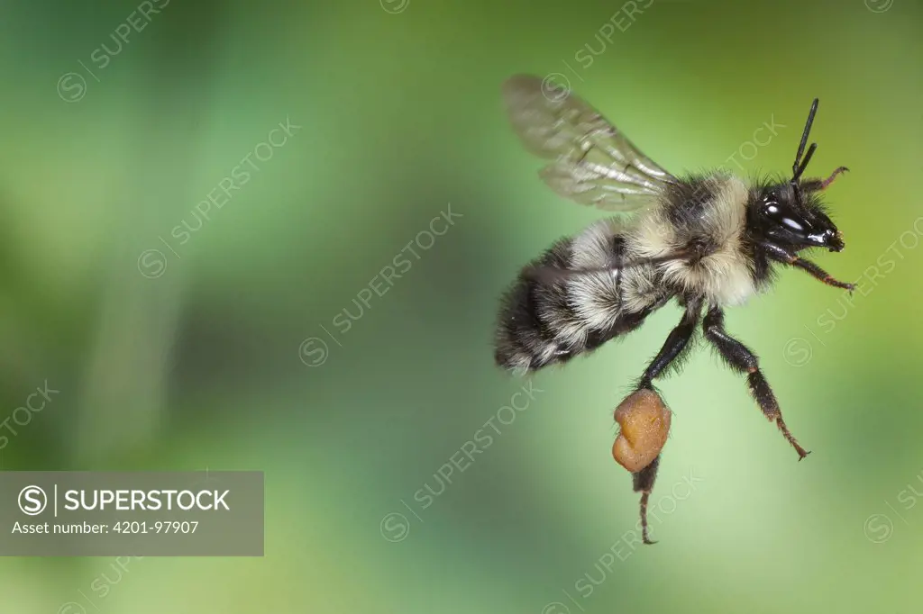 Bumblebee (Bombus sp) flying with large pollen baskets, Cherokee National Forest, Tennessee