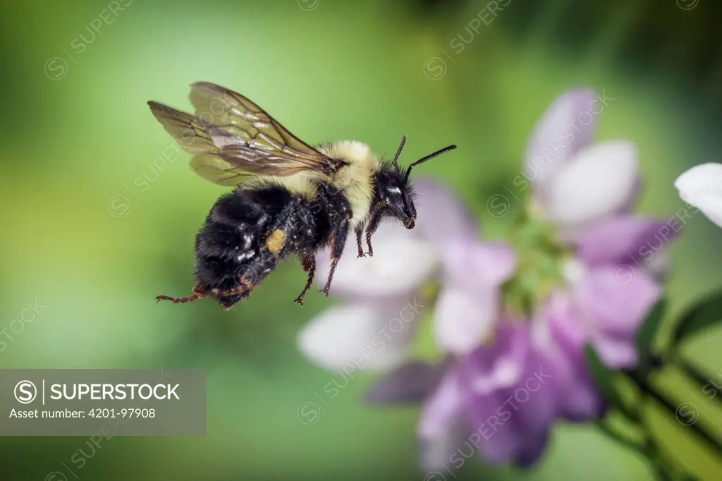 Bumblebee (Bombus impatiens) flying, Cherokee National Forest, Tennessee