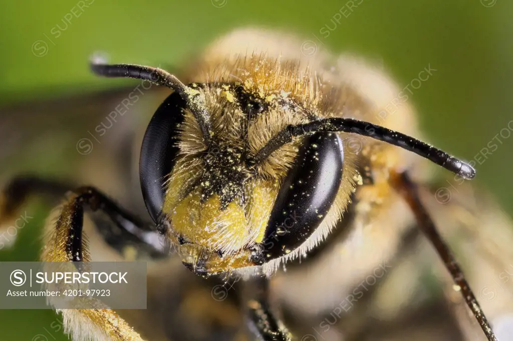 Bee (Apidae) dusted with pollen, western Oregon