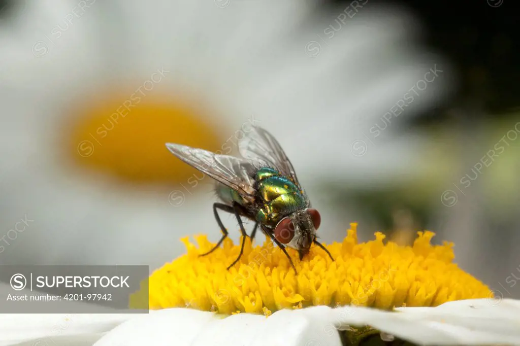 Blue Bottle Fly (Calliphora sp) feeding on flower nectar, North America