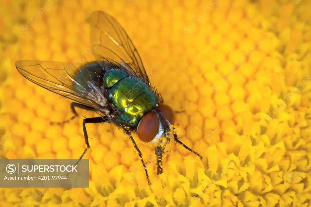 Blue Bottle Fly (Calliphoridae) feeding on flower nectar, western Oregon