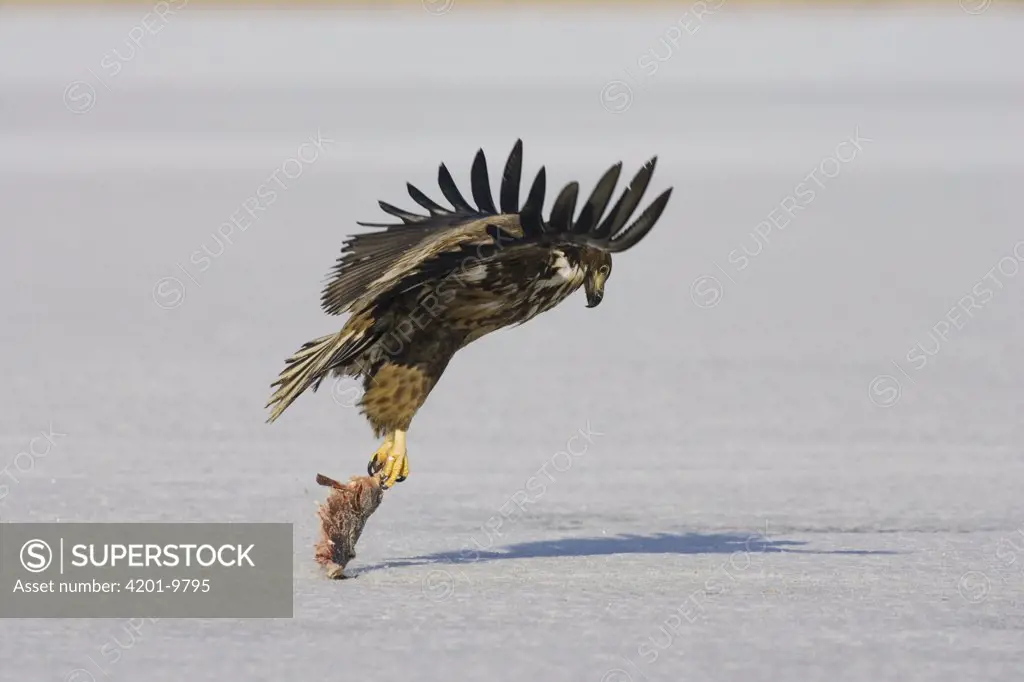 White-tailed Eagle (Haliaeetus albicilla) taking off with fish, Germany