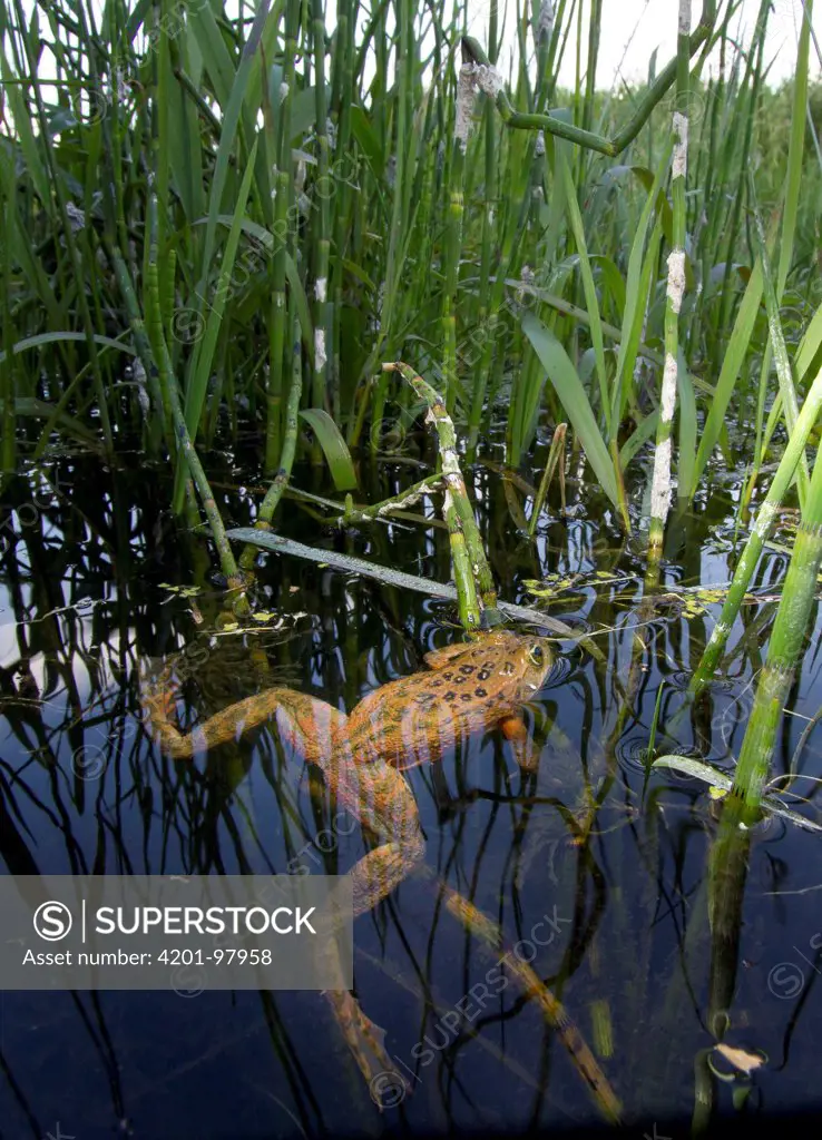 Oregon Spotted Frog (Rana pretiosa) floating in marsh, Conboy Lake National Wildlife Refuge, Washington