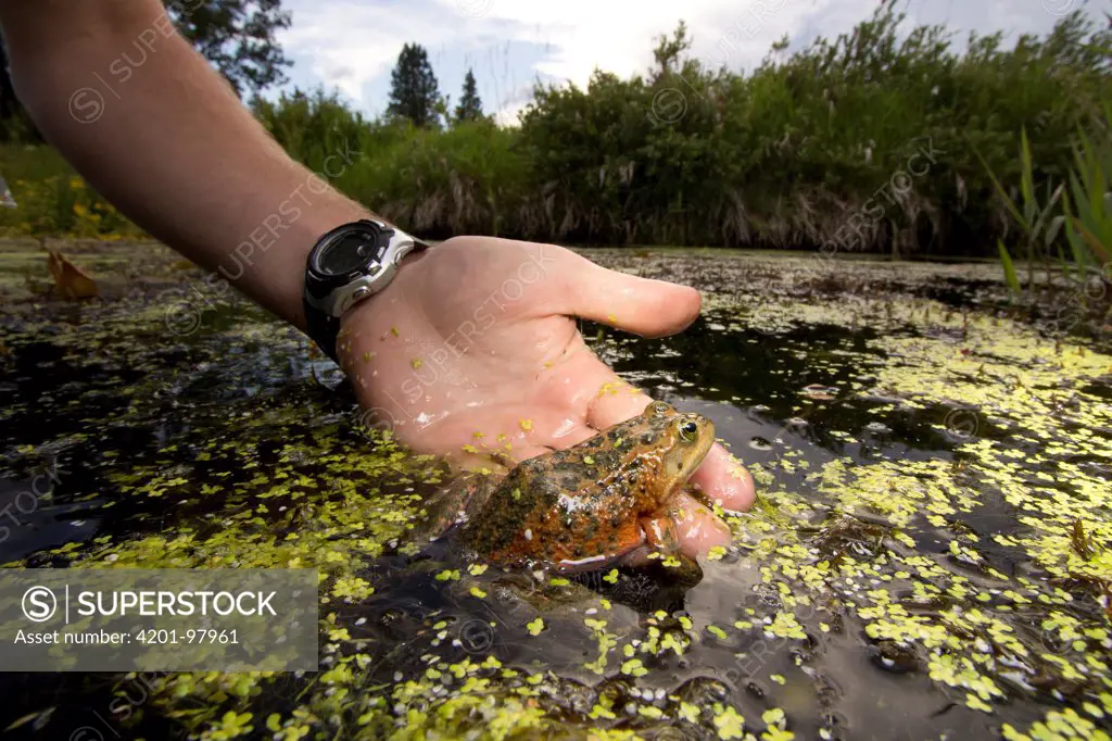 Oregon Spotted Frog (Rana pretiosa) biologist Kyle Tidwell holding individual, Conboy Lake National Wildlife Refuge, Washington