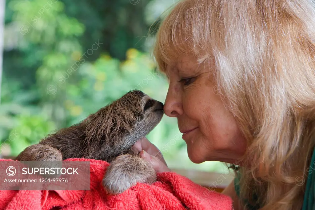 Brown-throated Three-toed Sloth (Bradypus variegatus) orphan with Judy Avey- Arroyo, owner of the Aviarios Sloth Sanctuary, Costa Rica