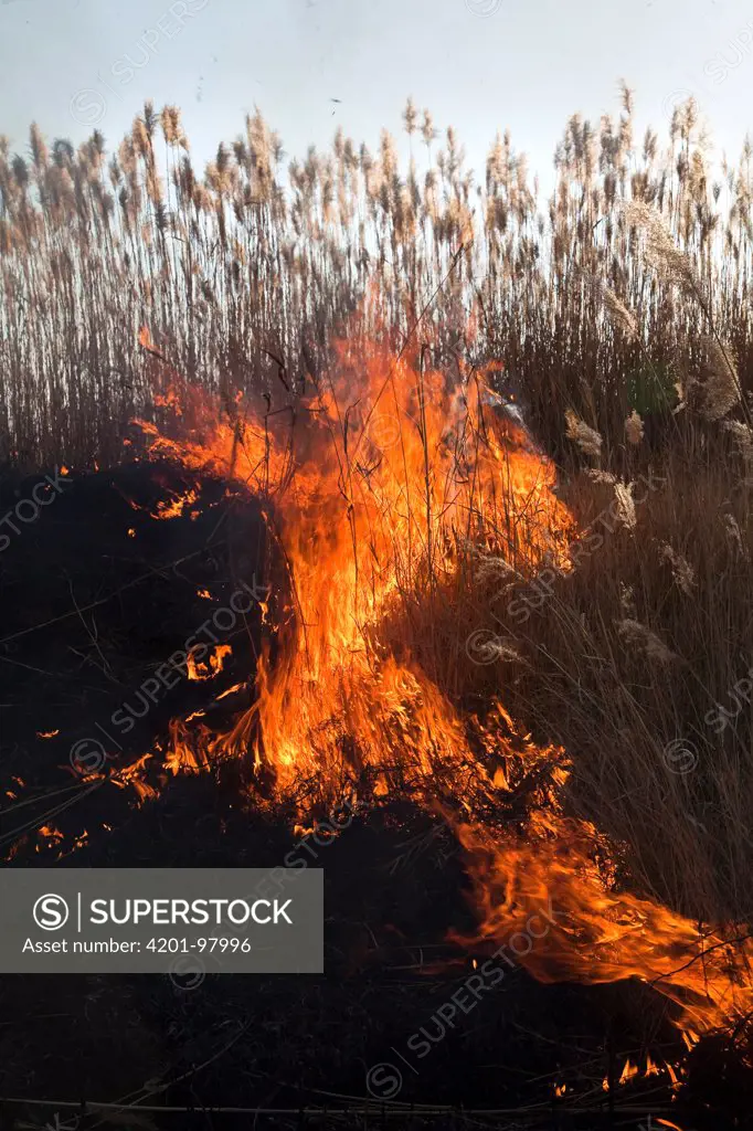 Wildfire through savannah grass, Marievale Bird Sanctuary, South Africa