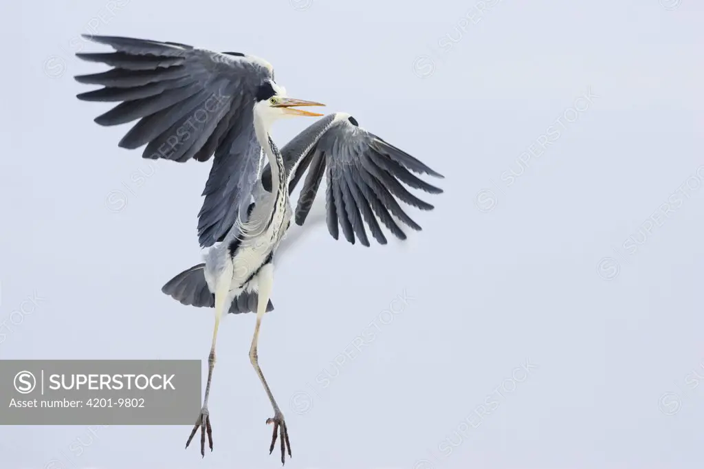 Grey Heron (Ardea cinerea) landing, Usedom, Germany