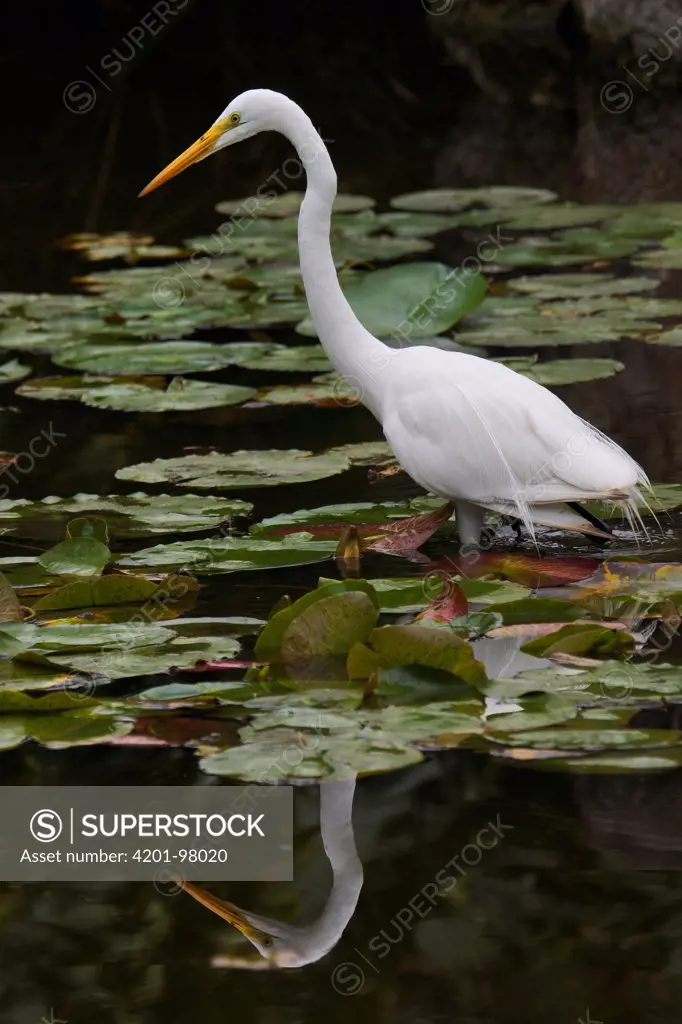 Great Egret (Ardea alba) hunting in lotus pond