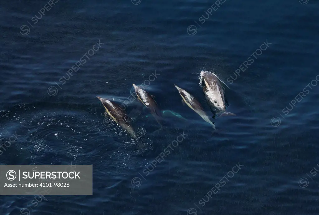 Common Dolphin (Delphinus delphis) group feeding on sardines, California