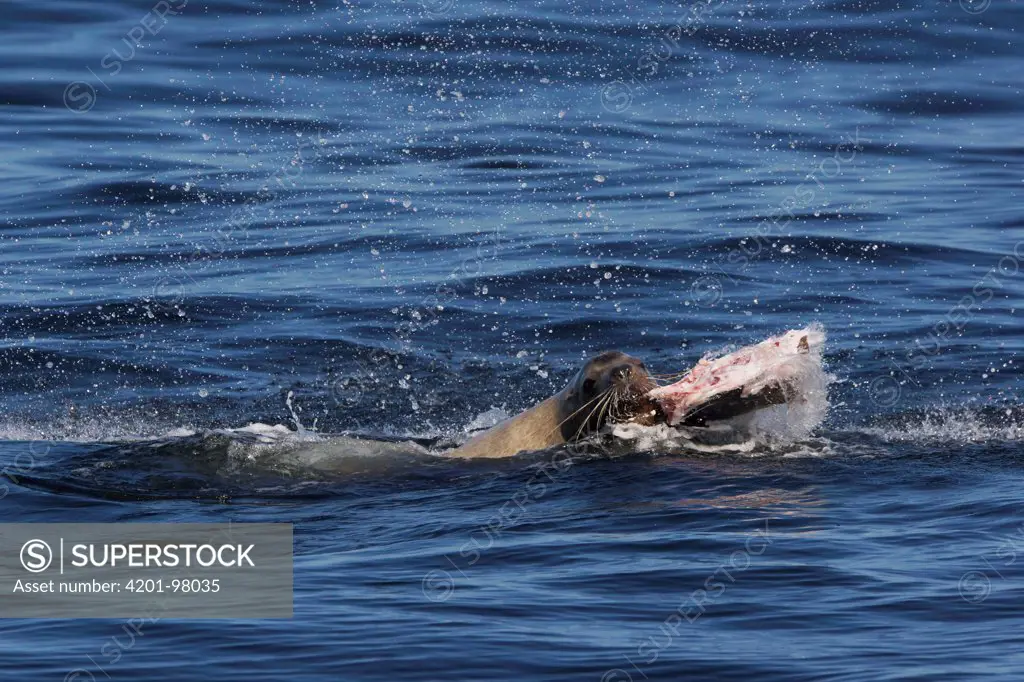 Steller's Sea Lion (Eumetopias jubatus) feeding on a dead shark, California