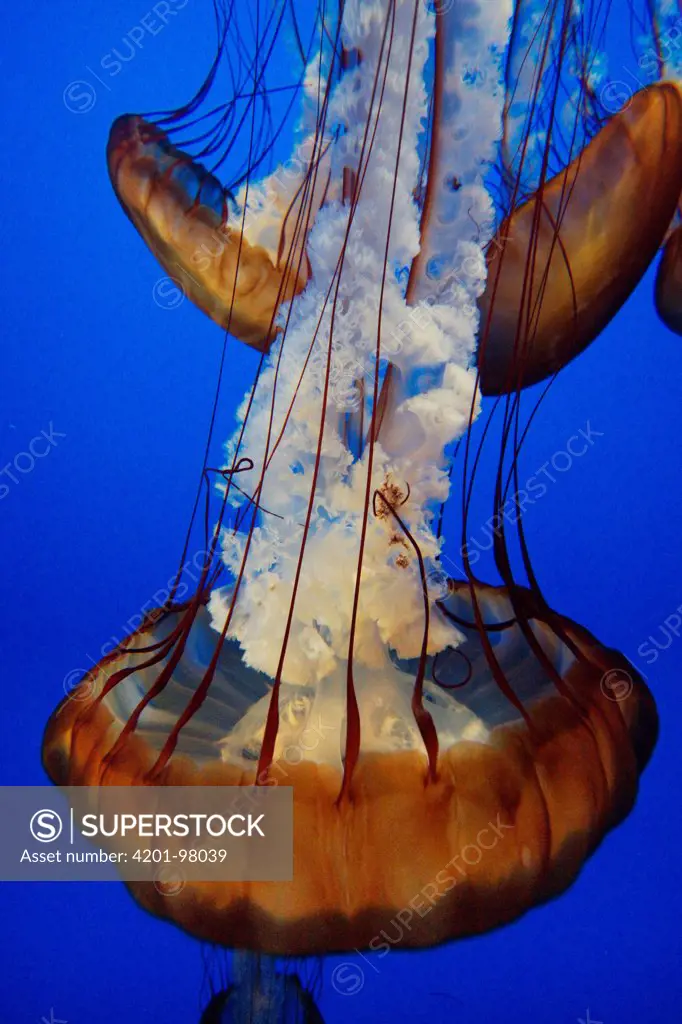 Pacific Sea Nettle (Chrysaora fuscescens) group in an aquarium