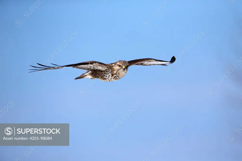 Common Buzzard (Buteo buteo) flying, Germany