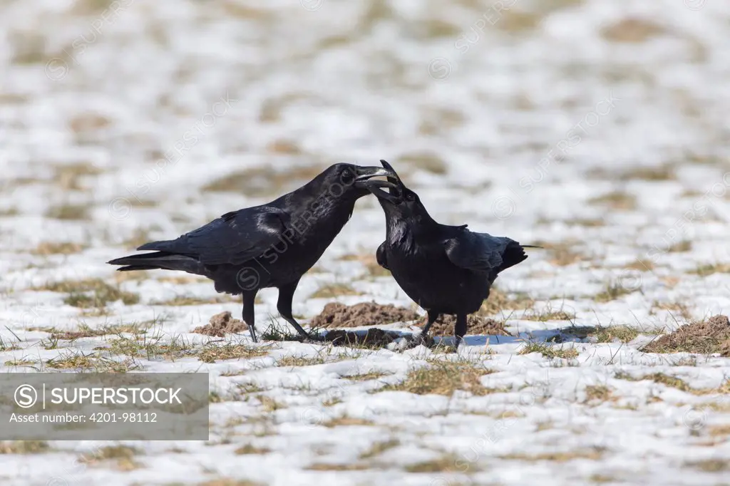 Common Raven (Corvus corax) pair feeding each other, Germany