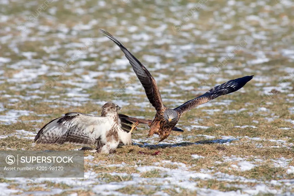 Red Kite (Milvus milvus) snatching carrion from feeding Common Buzzard (Buteo buteo), Germany
