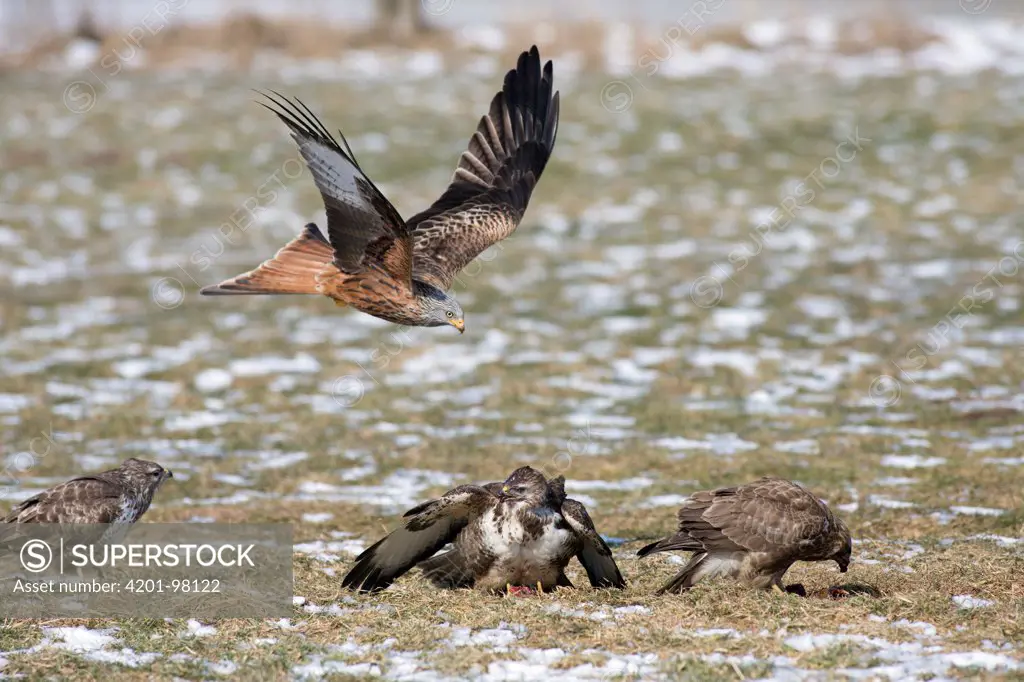 Red Kite (Milvus milvus) diving at carrion between group of feeding Common Buzzards (Buteo buteo), Germany