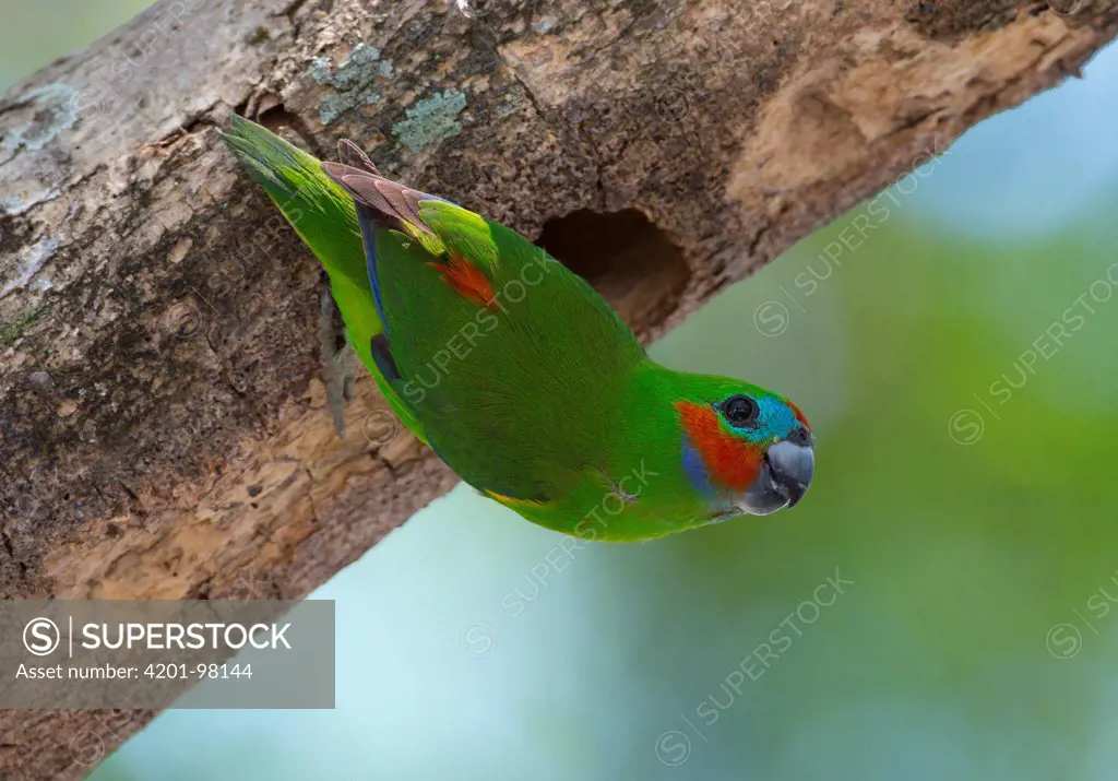 Double-eyed Fig-Parrot (Cyclopsitta diophthalma) at its nest in a hollowed out branch, Port Douglas, Queensland, Australia